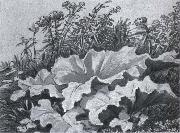 Johann Wolfgang von Goethe Plant study china oil painting artist